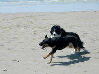 /album/fotogallerij/blitz-guus-jpg1/